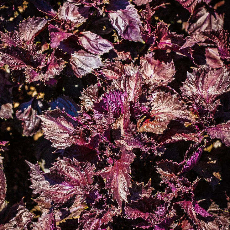 Kally x SingleThread Plum Shiso Non-Alcoholic Red Wine Proxy (Limited Edition)