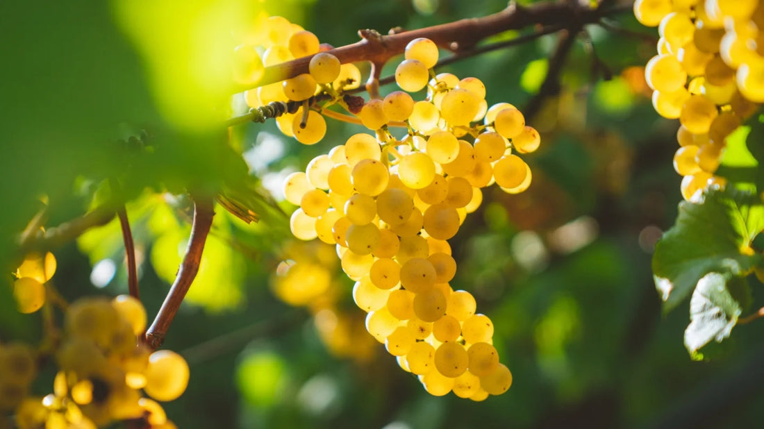 How Is Non-Alcoholic Wine Made? | Dealcoholization Explained