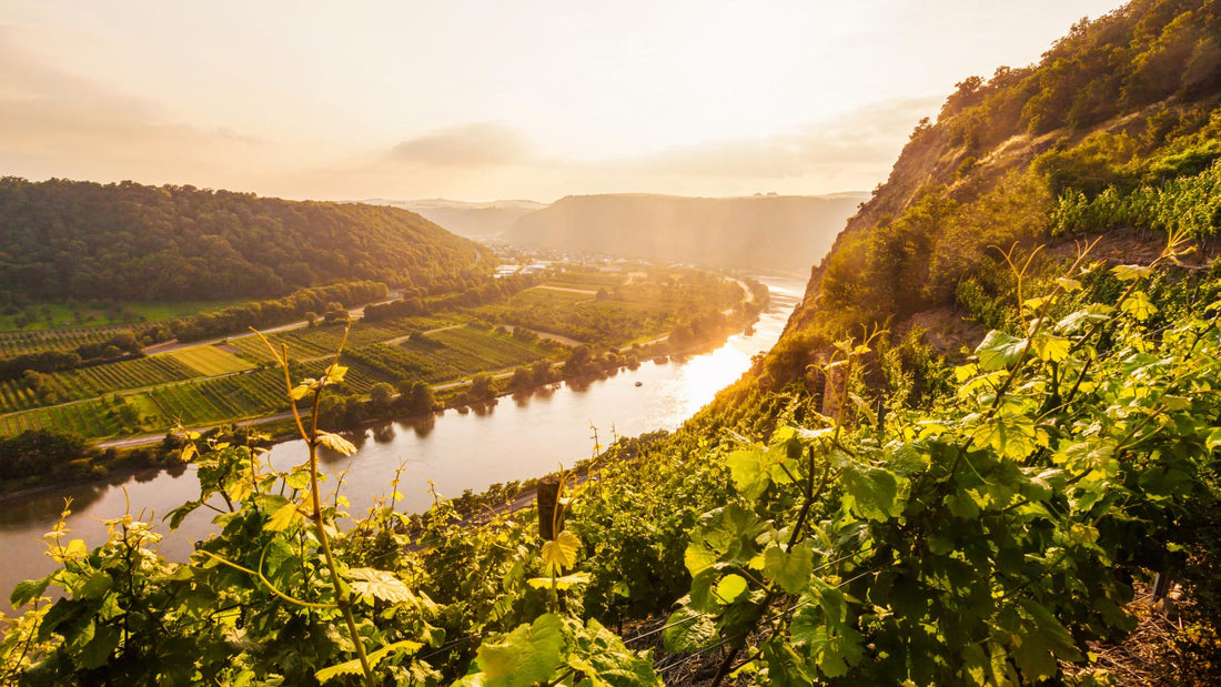 Who's Behind Non-Alcoholic Wine?