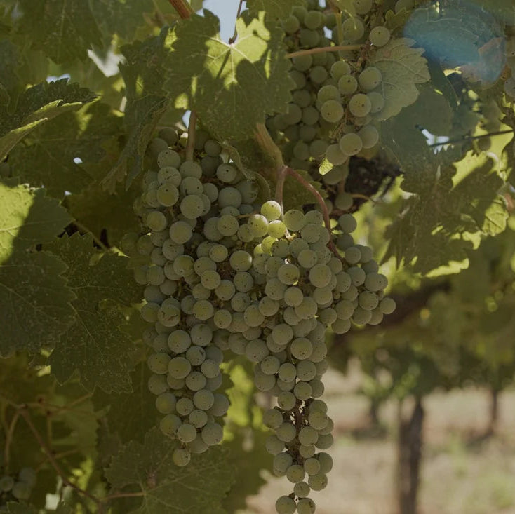 Kally Chardonnay Verjus Non-Alcoholic White Wine Proxy